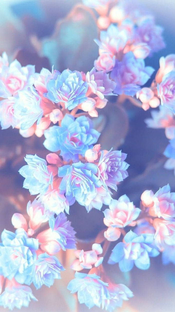 blue and pink flowers, pastel blue, pink succulent flowers, SD Phone Wallpaper