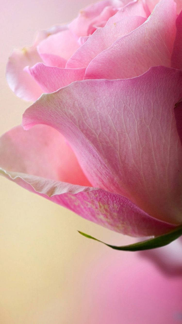 pink rose flower, soft pink rose petal, delicate veins, HD Phone Wallpaper