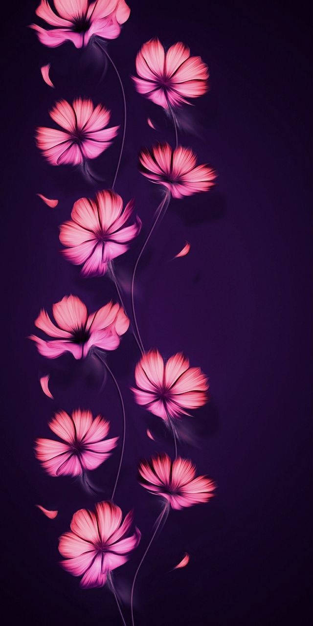 pink cosmos flowers, graceful stems, deep purple gradient background, HD Phone Wallpaper