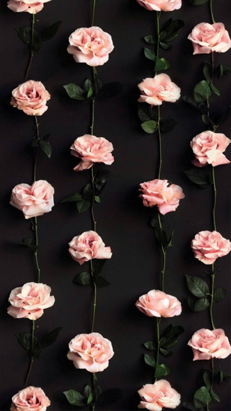 pink roses, green stems, dark background, HD Phone Wallpaper