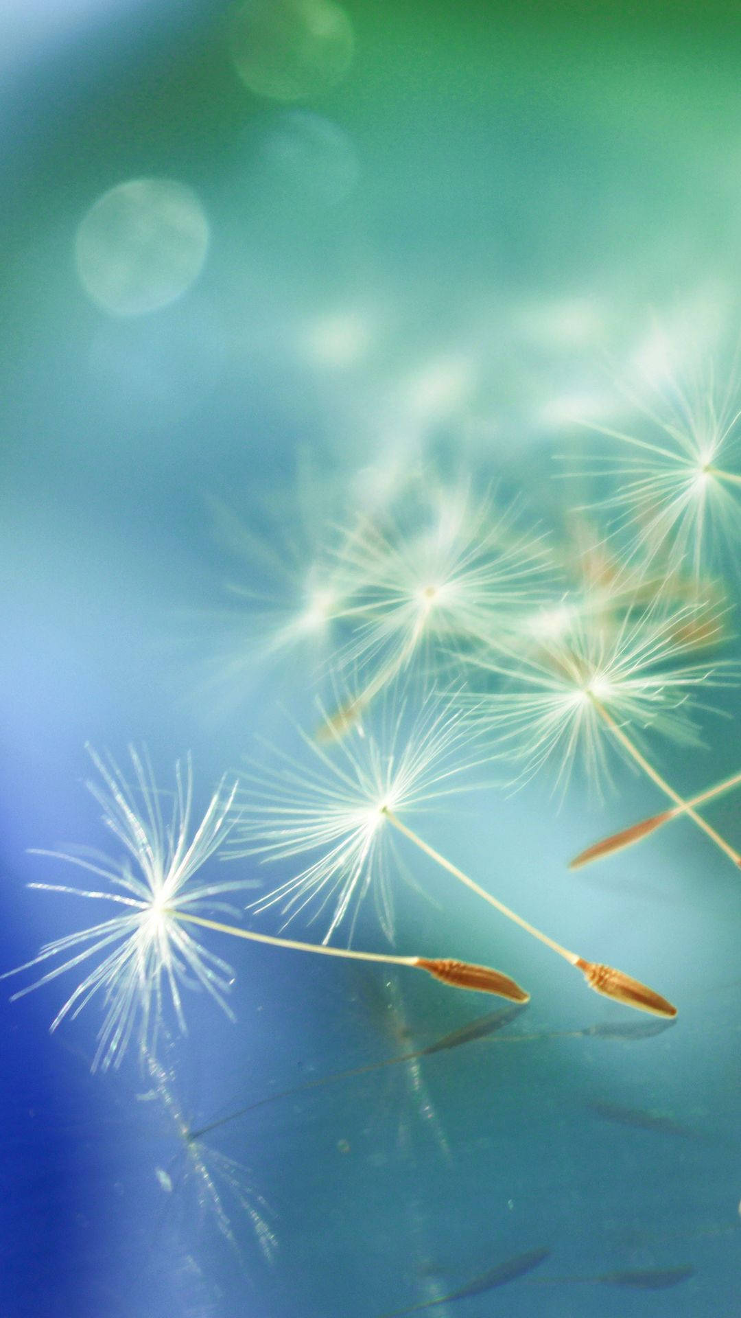 dandelion flower, soft blue green, bokeh background, Full HD Phone Wallpaper