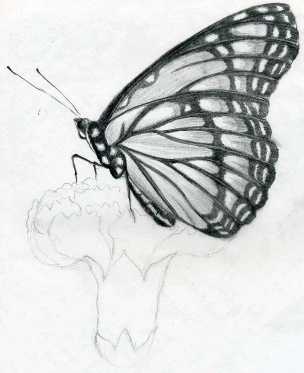 butterfly, flower, pencil drawing, SD Phone Wallpaper
