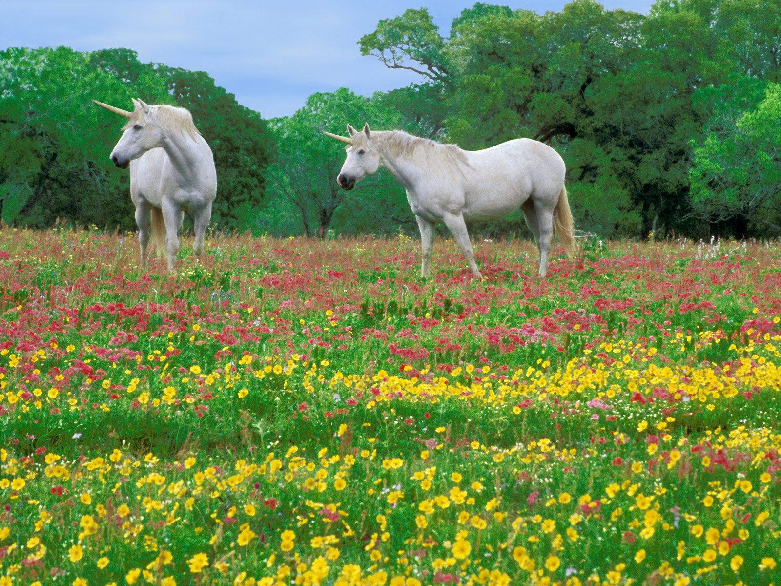 Pretty Unicorn, white unicorns, vibrant field of yellow pink and red wildflowers, HD Desktop Wallpaper