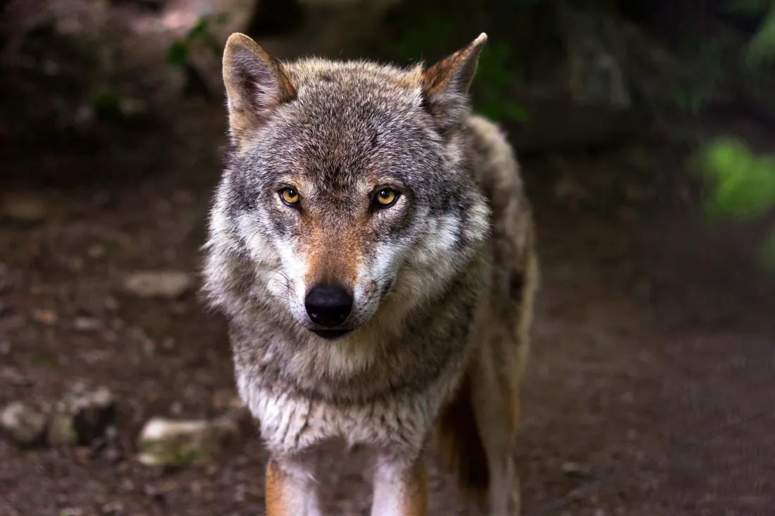 Pretty Wolf