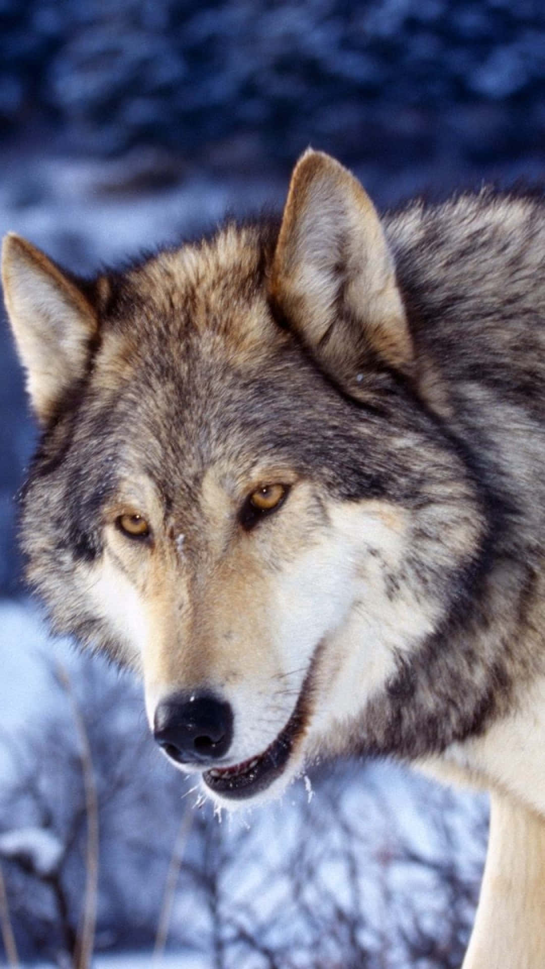 Pretty Wolf, 1080 x 1920, gray wolf, Full HD Phone Wallpaper