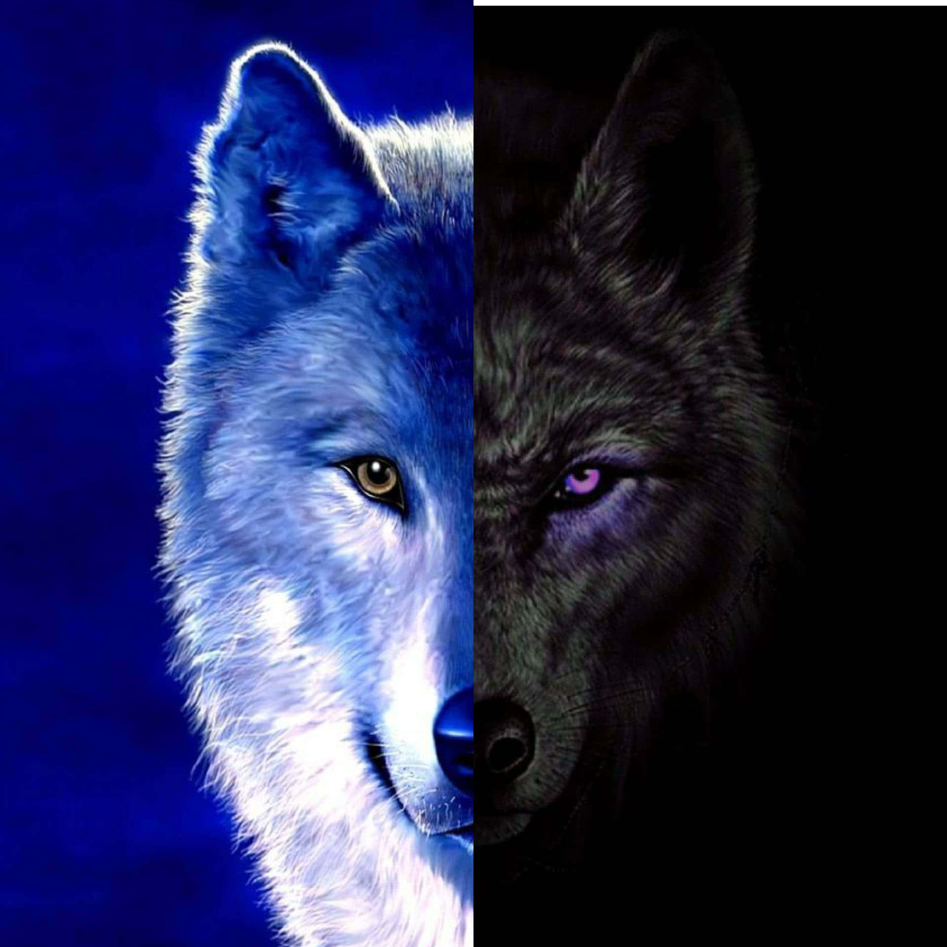 Pretty Wolf, glowing blue, shadow, Full HD Desktop Wallpaper