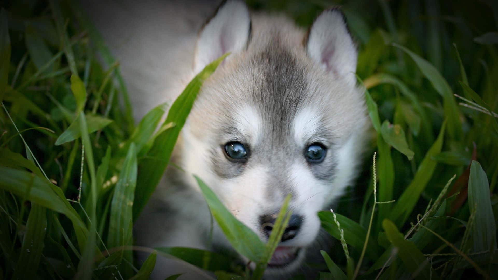Pretty Wolf, 1920 x 1080, husky puppy, Full HD Desktop Wallpaper