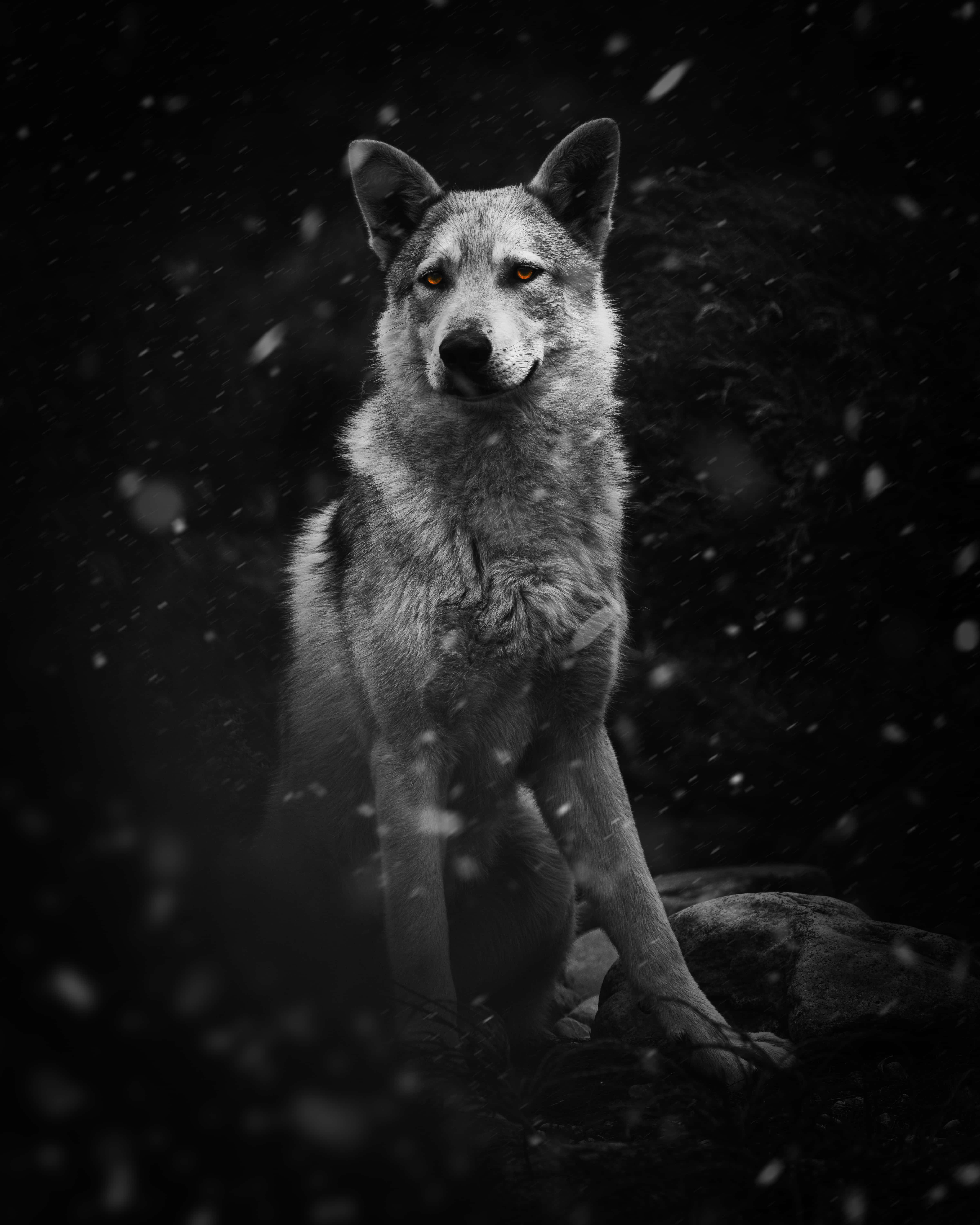 pretty wolf, glowing amber eyes, falling snow, 5K Phone Wallpaper