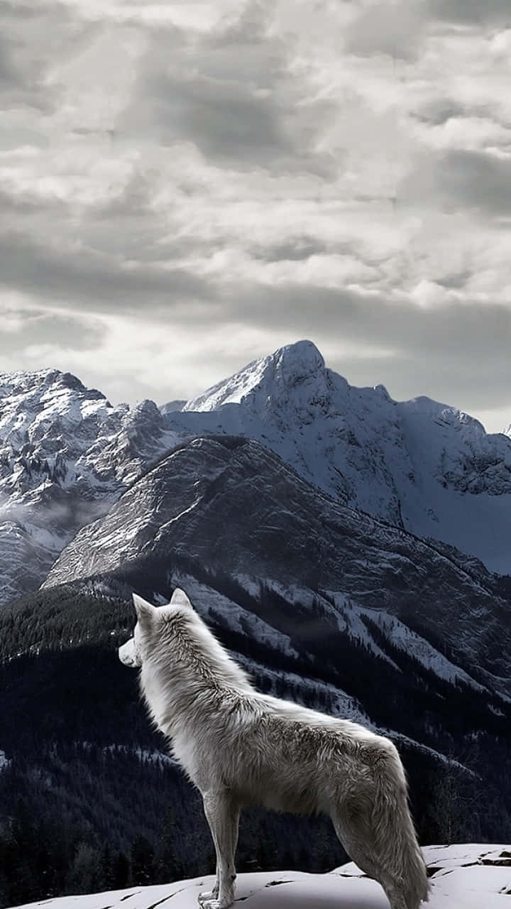 white wolf, snowy mountain ridge, snow-covered mountain range, HD Phone Wallpaper
