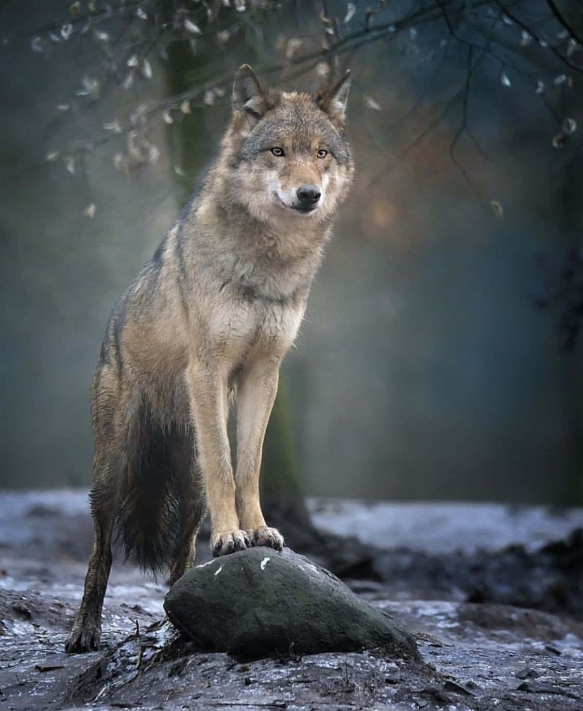 Pretty Wolf, mossy rock, misty forest, HD Phone Wallpaper