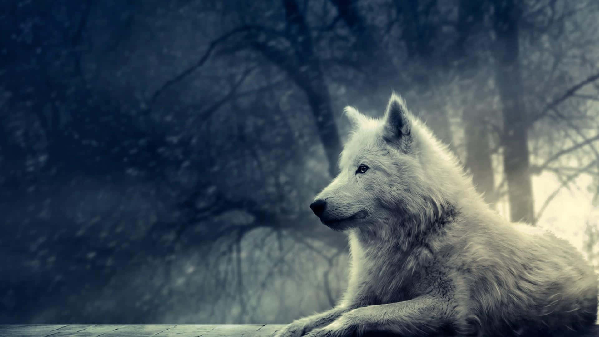 Pretty Wolf, white wolf, misty forest, Full HD Desktop Wallpaper