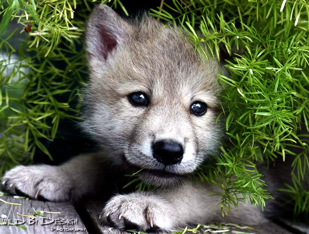 Pretty Wolf, gray wolf pup, vibrant green foliage, HD Desktop Wallpaper