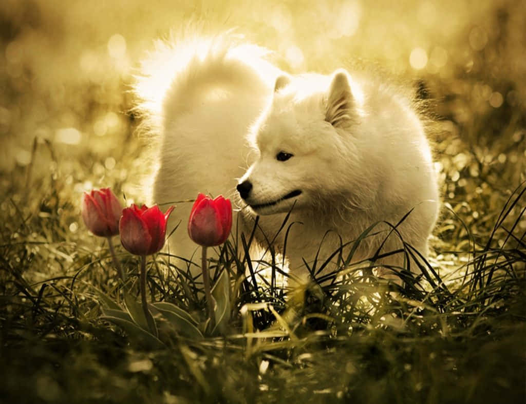 Pretty Wolf, Samoyed, white, SD Desktop Wallpaper