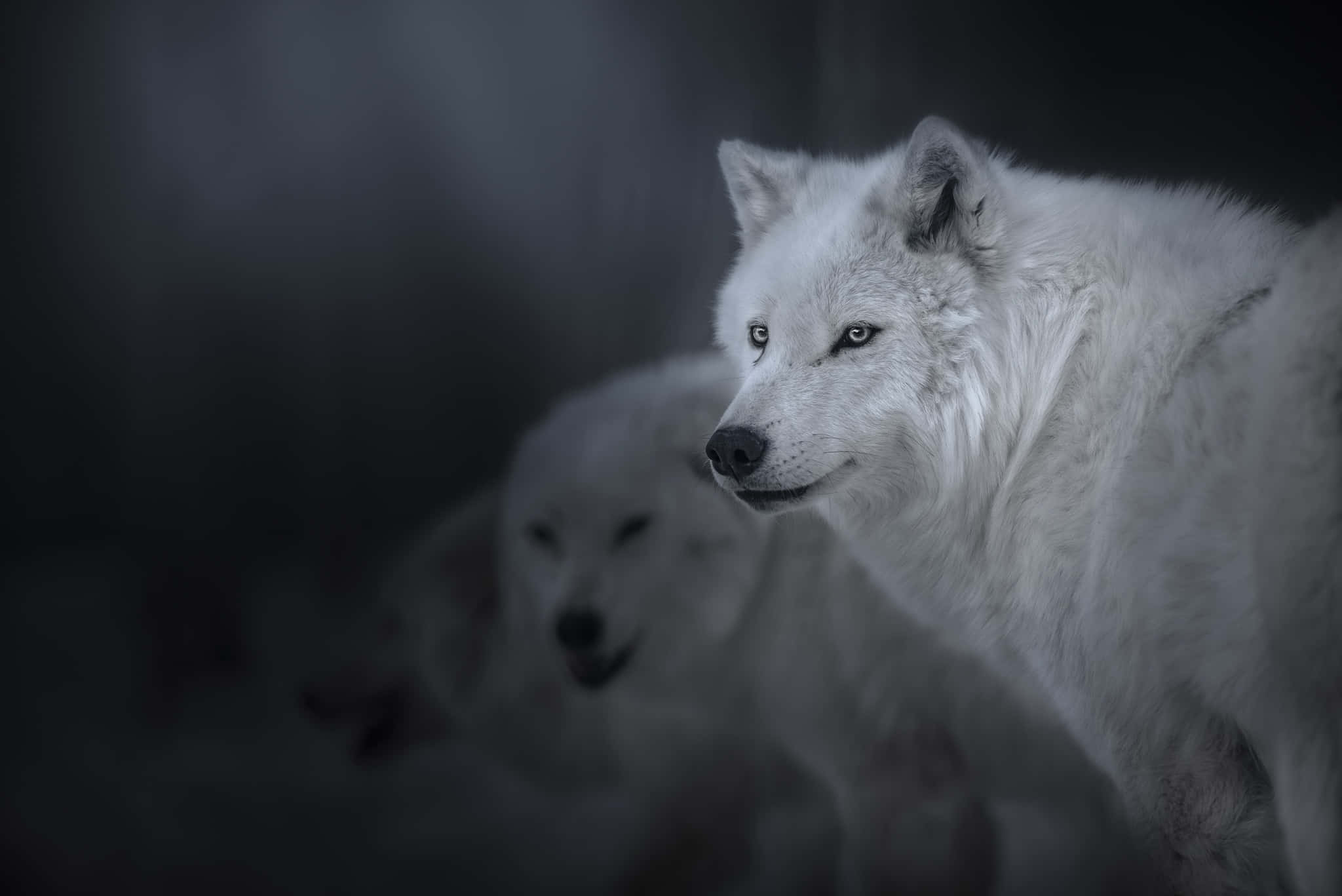 Pretty Wolf, white wolf, piercing eyes, Full HD Desktop Wallpaper