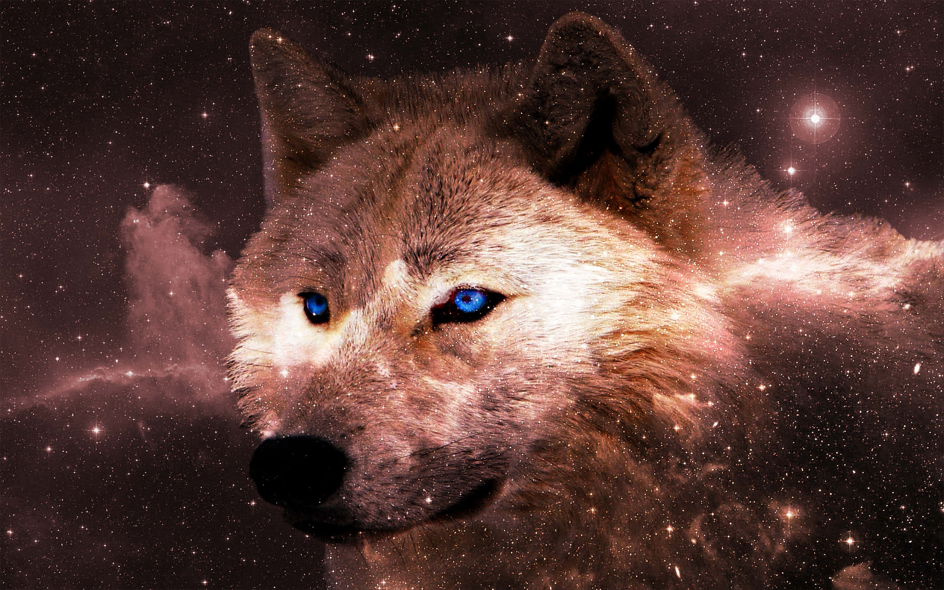 pretty wolf, white wolf, cliff side, 2K Desktop Wallpaper