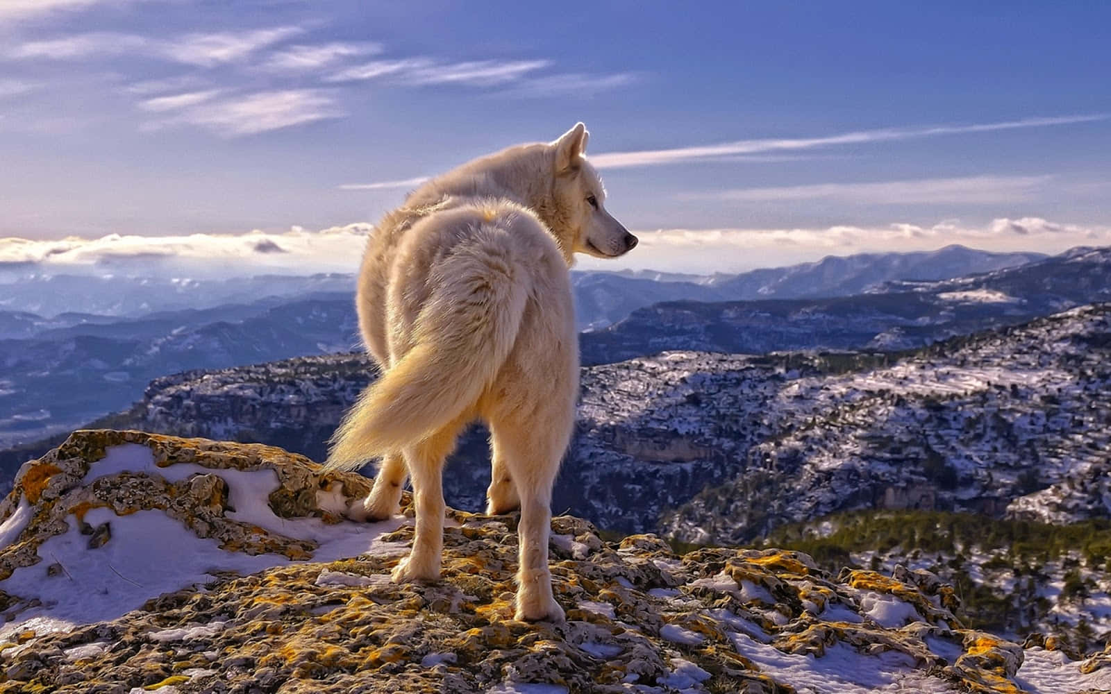 Pretty Wolf, white wolf, snowy cliff, HD Desktop Wallpaper