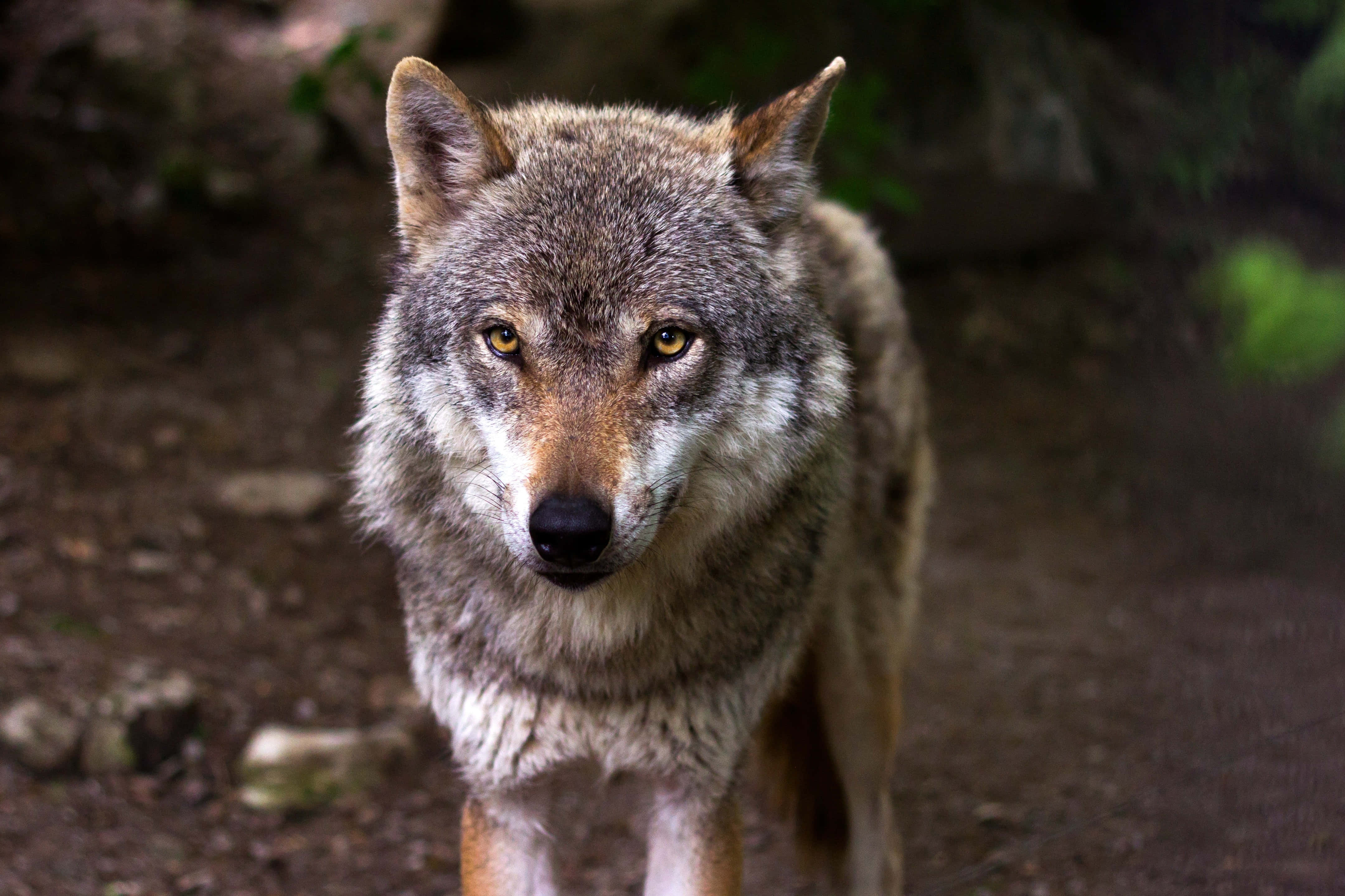 Pretty Wolf, 4320 x 2880, gray wolf, 4K Desktop Wallpaper