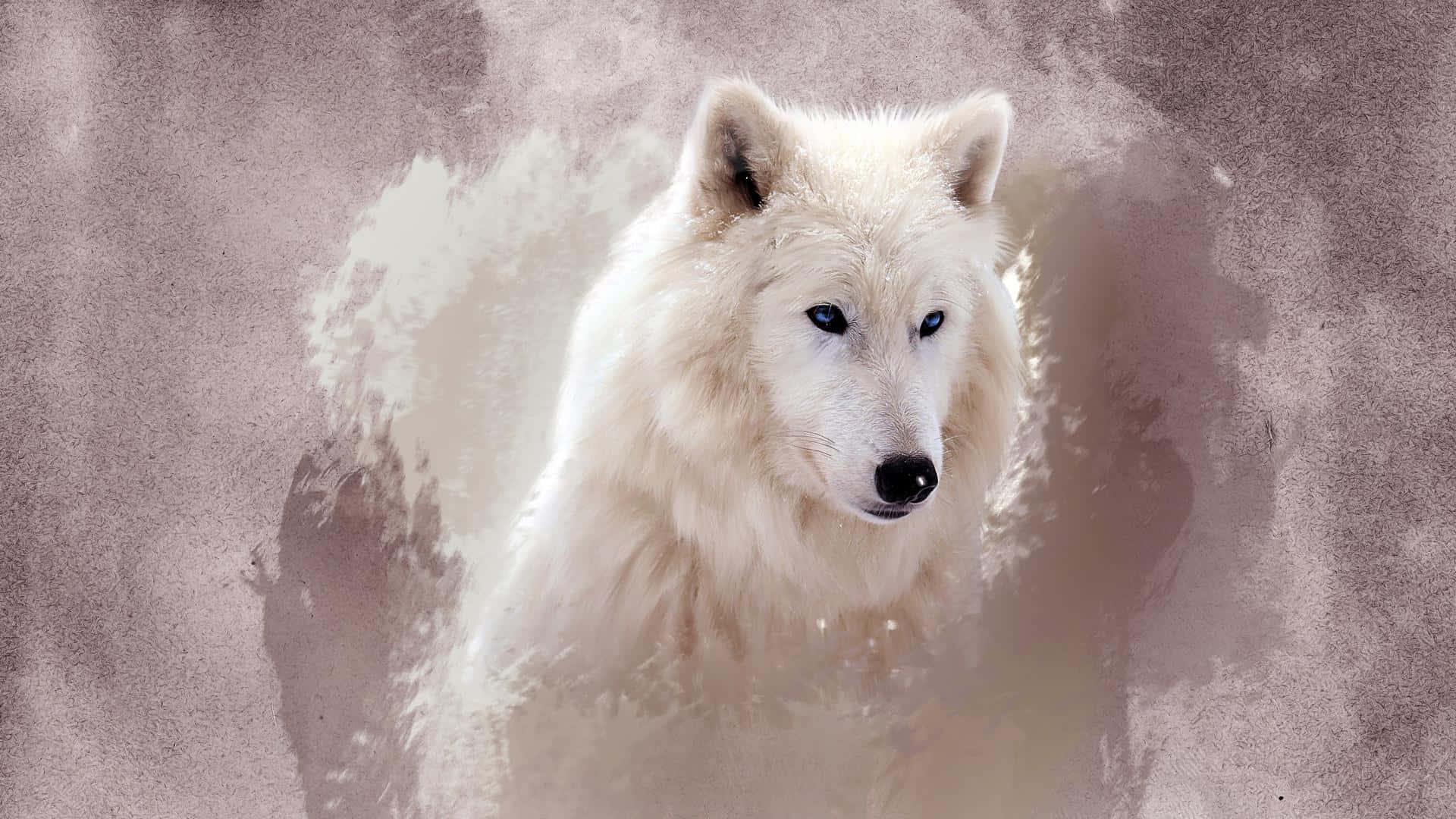 Pretty Wolf, white wolf, piercing blue eyes, Full HD Desktop Wallpaper