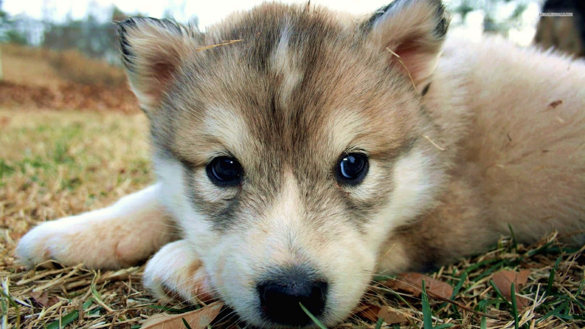 Pretty Wolf, husky puppy, big dark eyes, Full HD Desktop Wallpaper