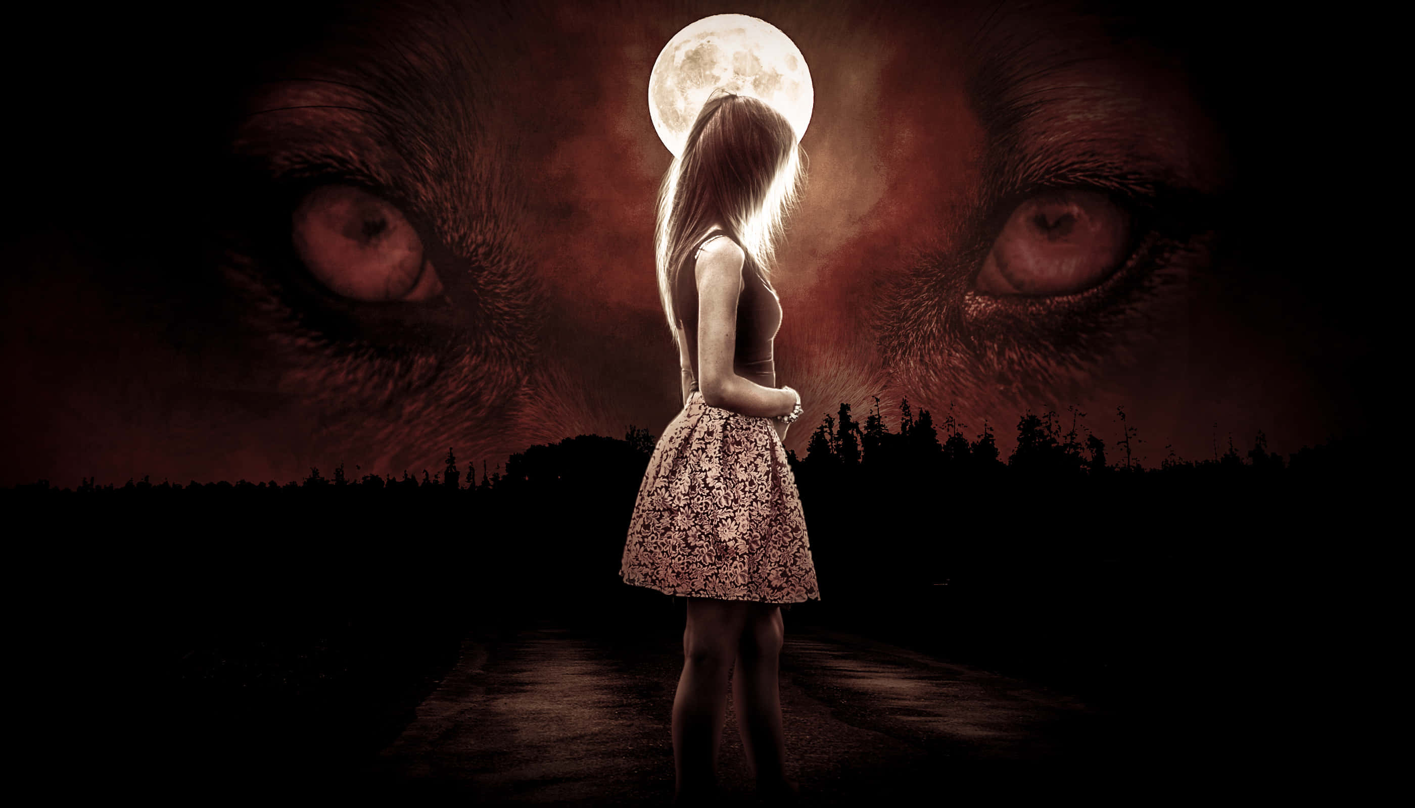 Pretty Wolf, full moon, dark road, 2K Desktop Wallpaper