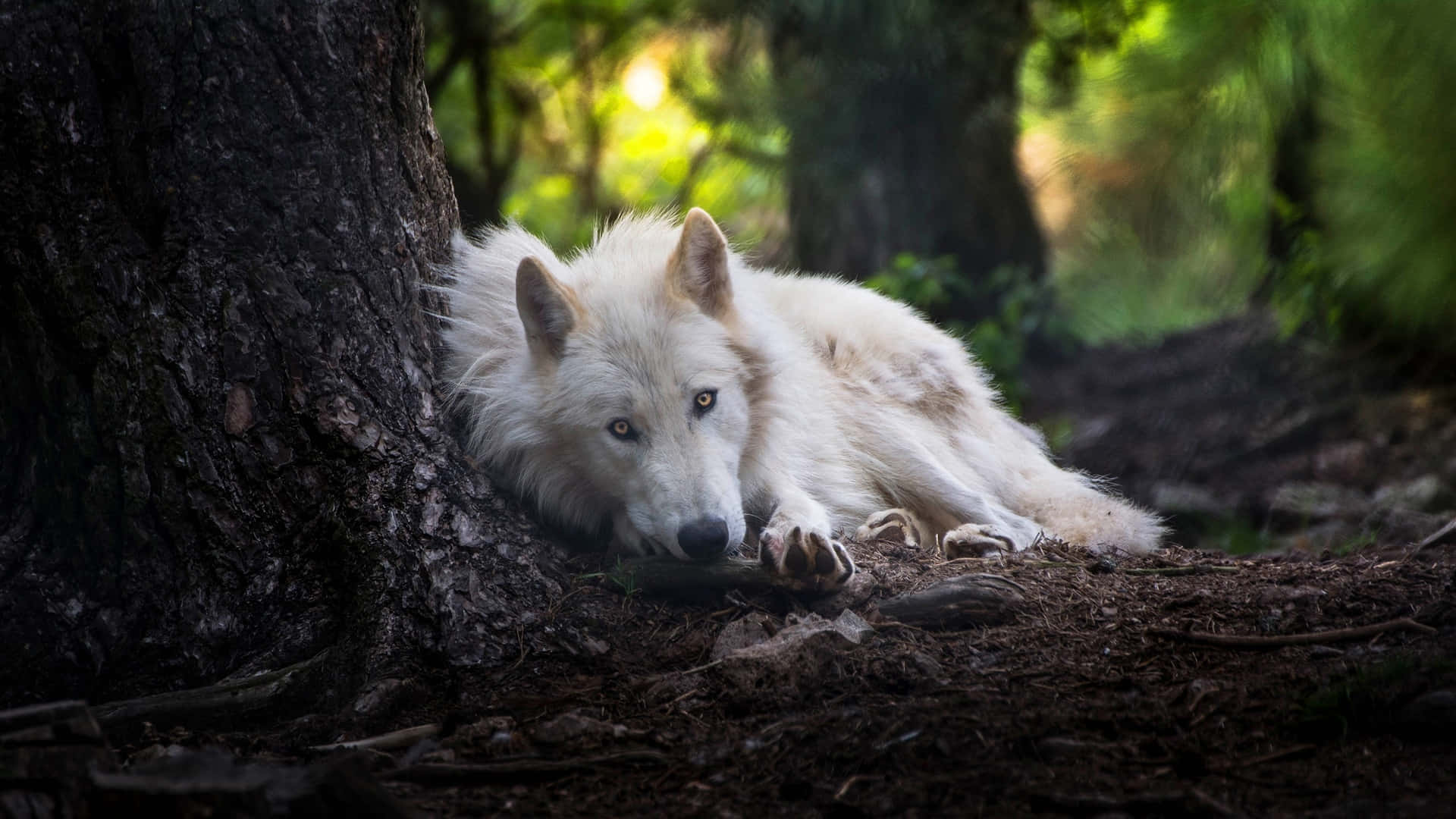 Pretty Wolf, white wolf, sun-dappled forest, Full HD Desktop Wallpaper