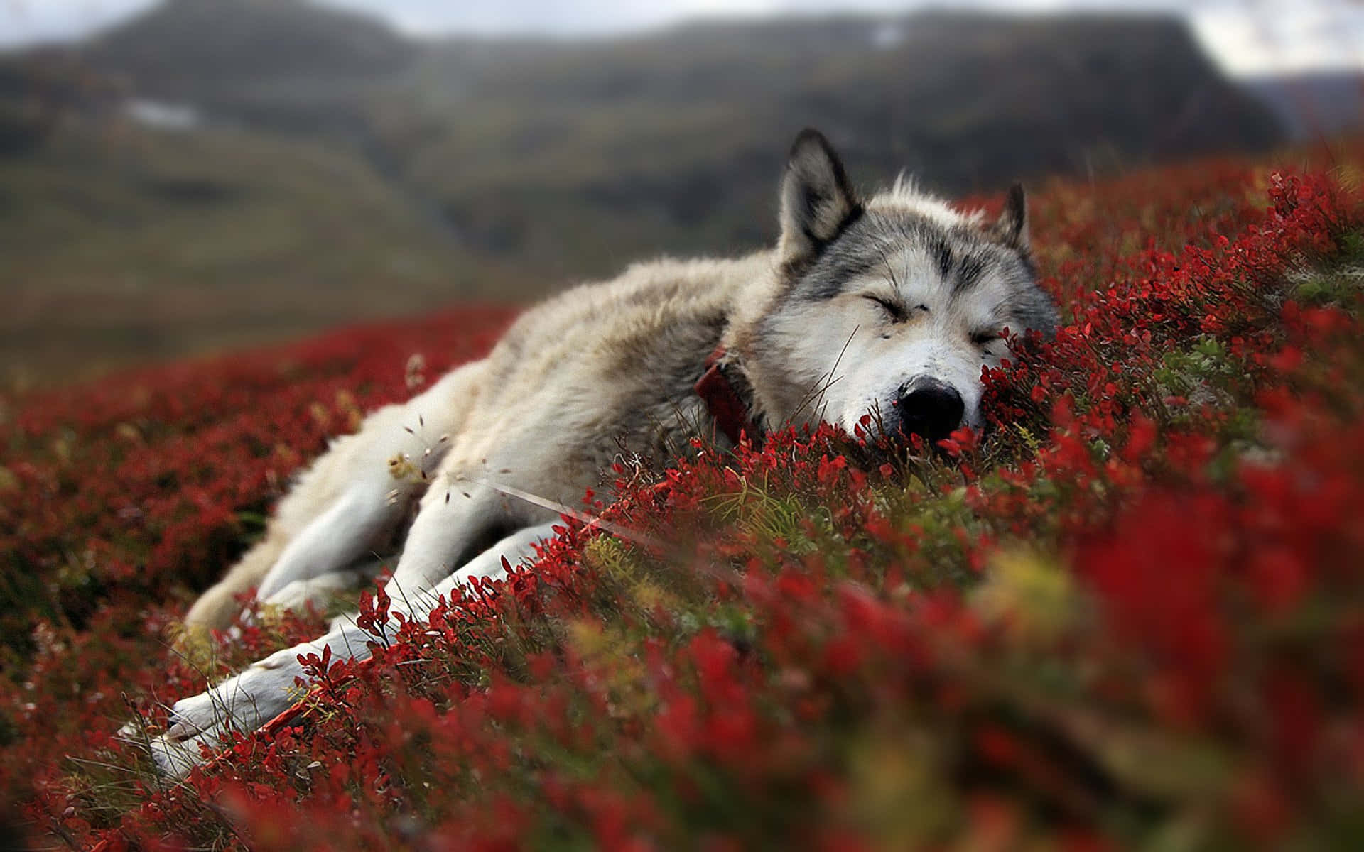 Pretty Wolf, vibrant red flowers, misty mountain backdrop, Full HD Desktop Wallpaper