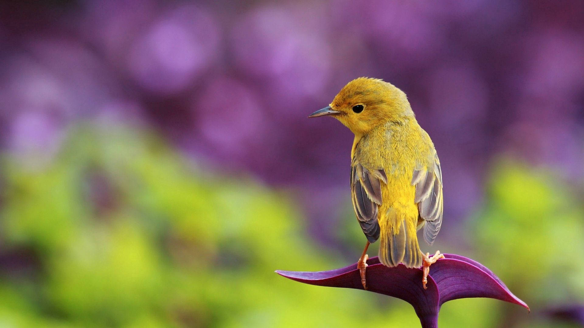 canary bird, yellow bird, deep purple flower petal, Full HD Desktop Wallpaper