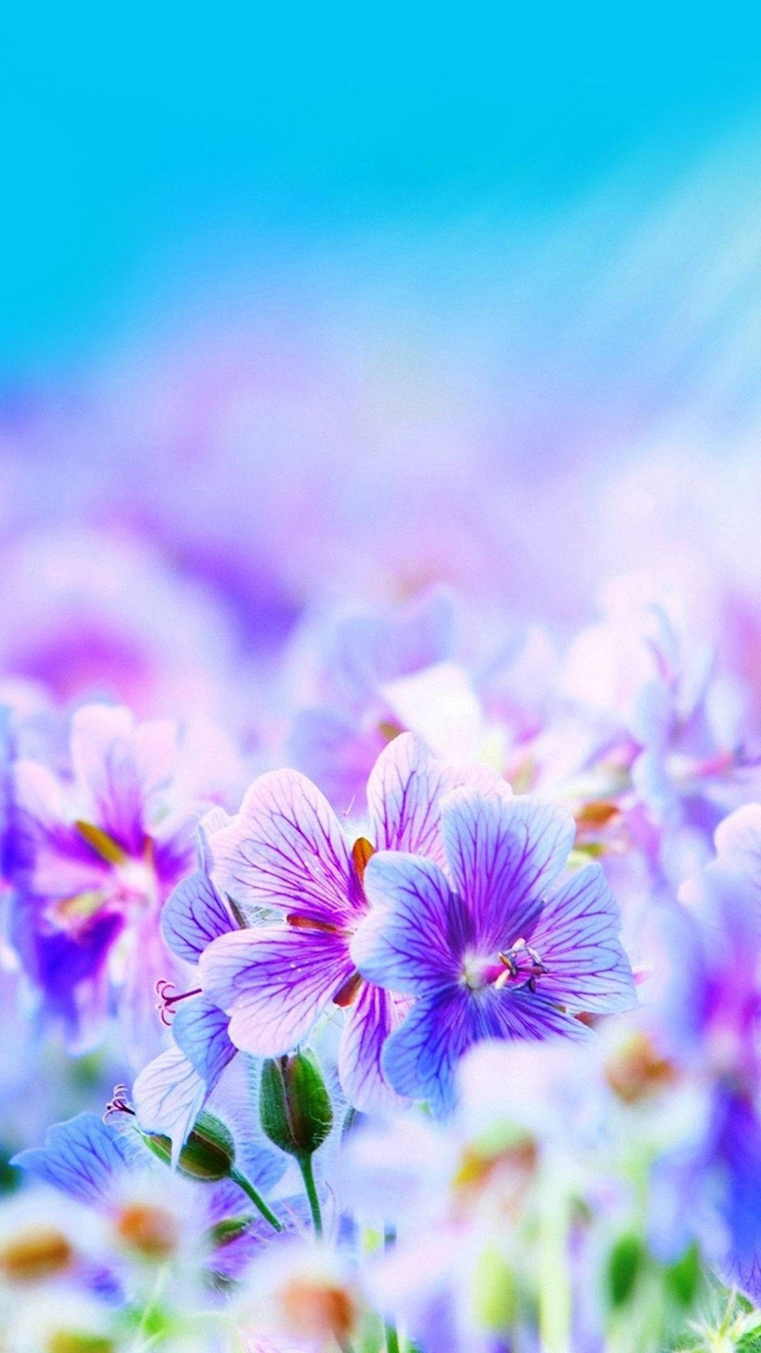 vibrant purple flowers, dreamy blue sky, sunlit meadow, Full HD Phone Wallpaper