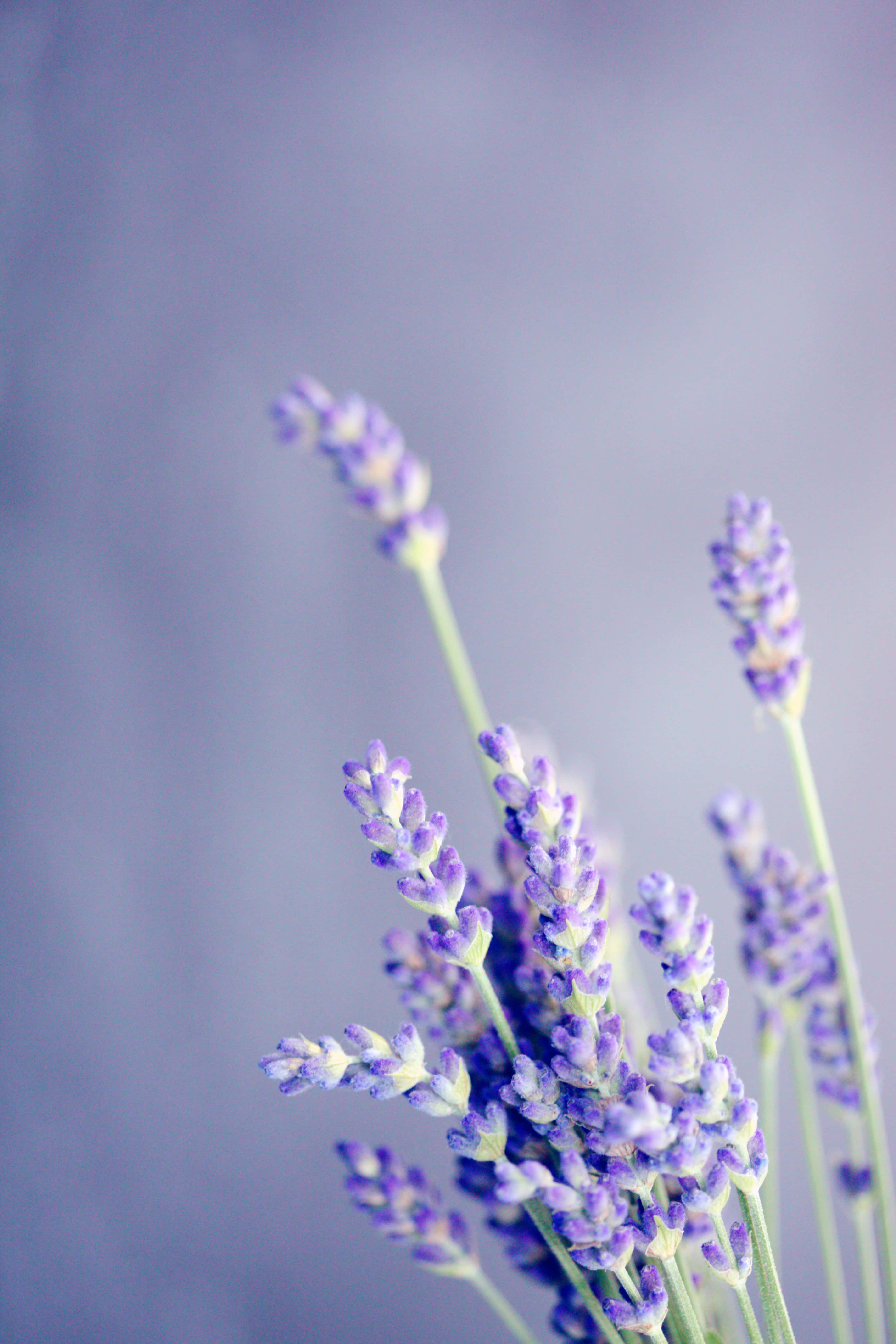 Pretty, purple, lavender, 5K Phone Wallpaper