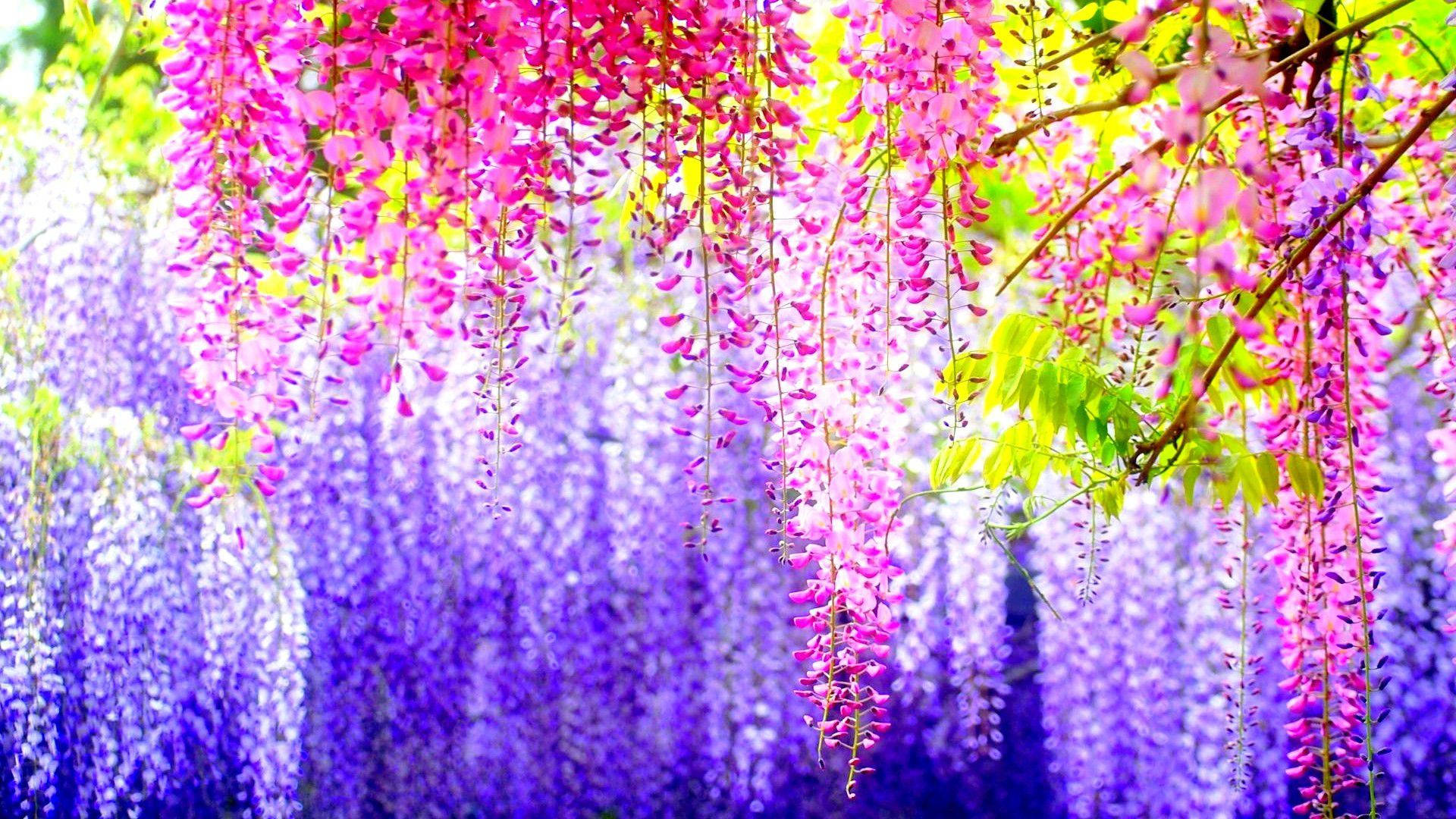 wisteria blossoms, pink and purple, lush clusters, Full HD Desktop Wallpaper