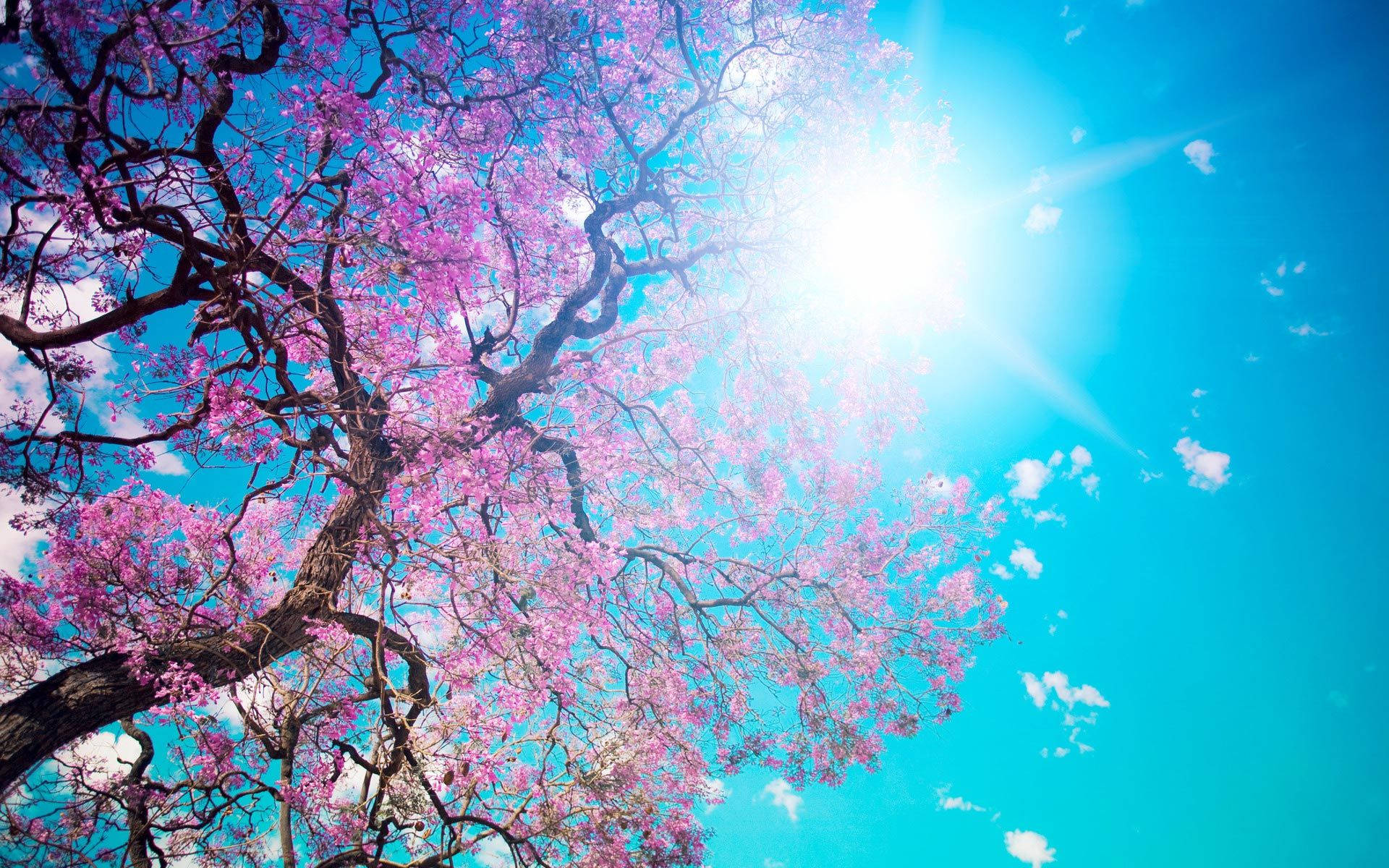 cherry blossoms, vibrant pink, brilliant blue sky, Full HD Desktop Wallpaper
