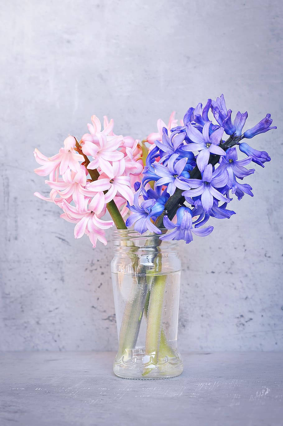 pink hyacinths, purple hyacinths, clear glass jar, HD Phone Wallpaper