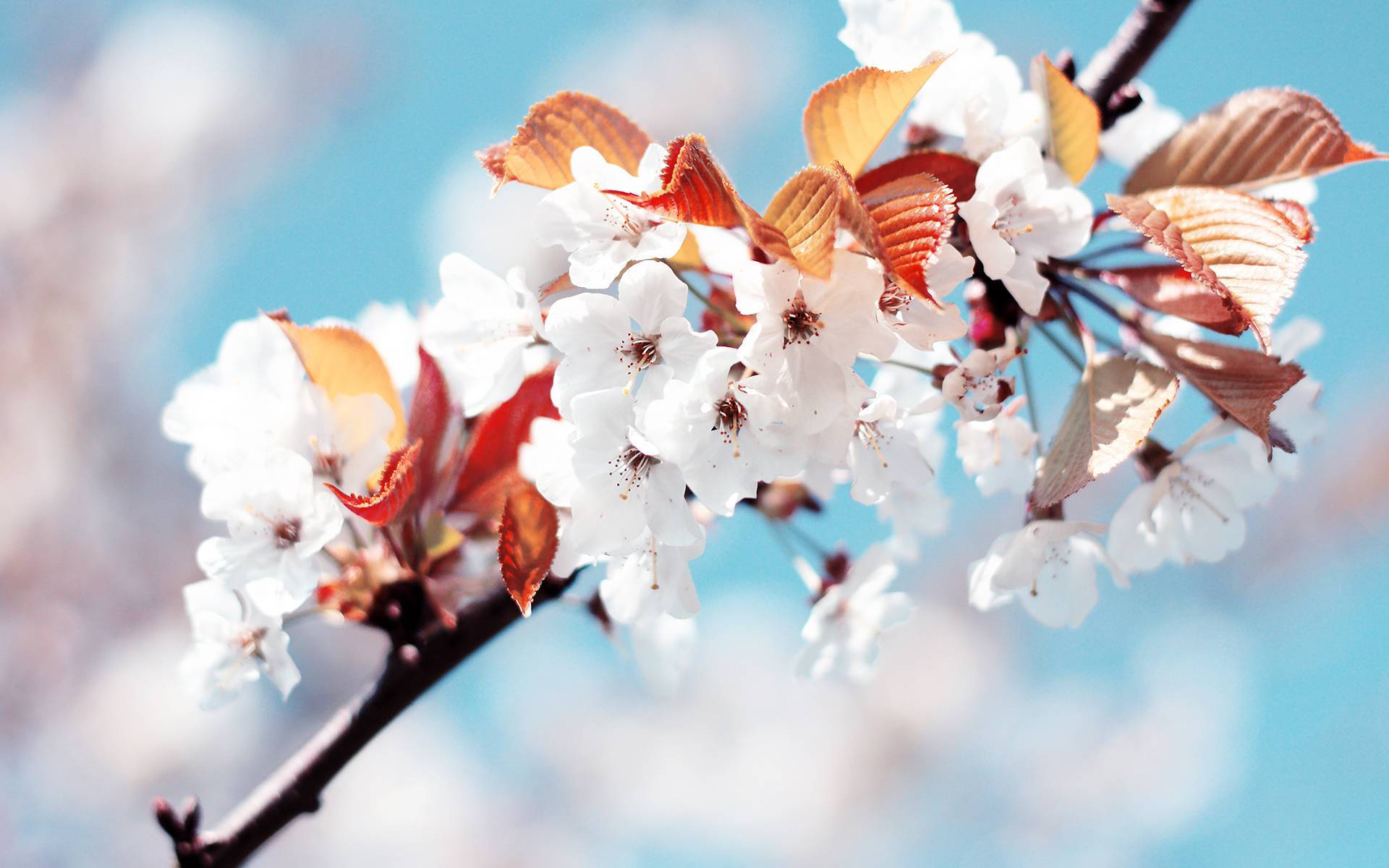 white cherry blossoms, coppery new leaves, soft blue sky, Full HD Desktop Wallpaper