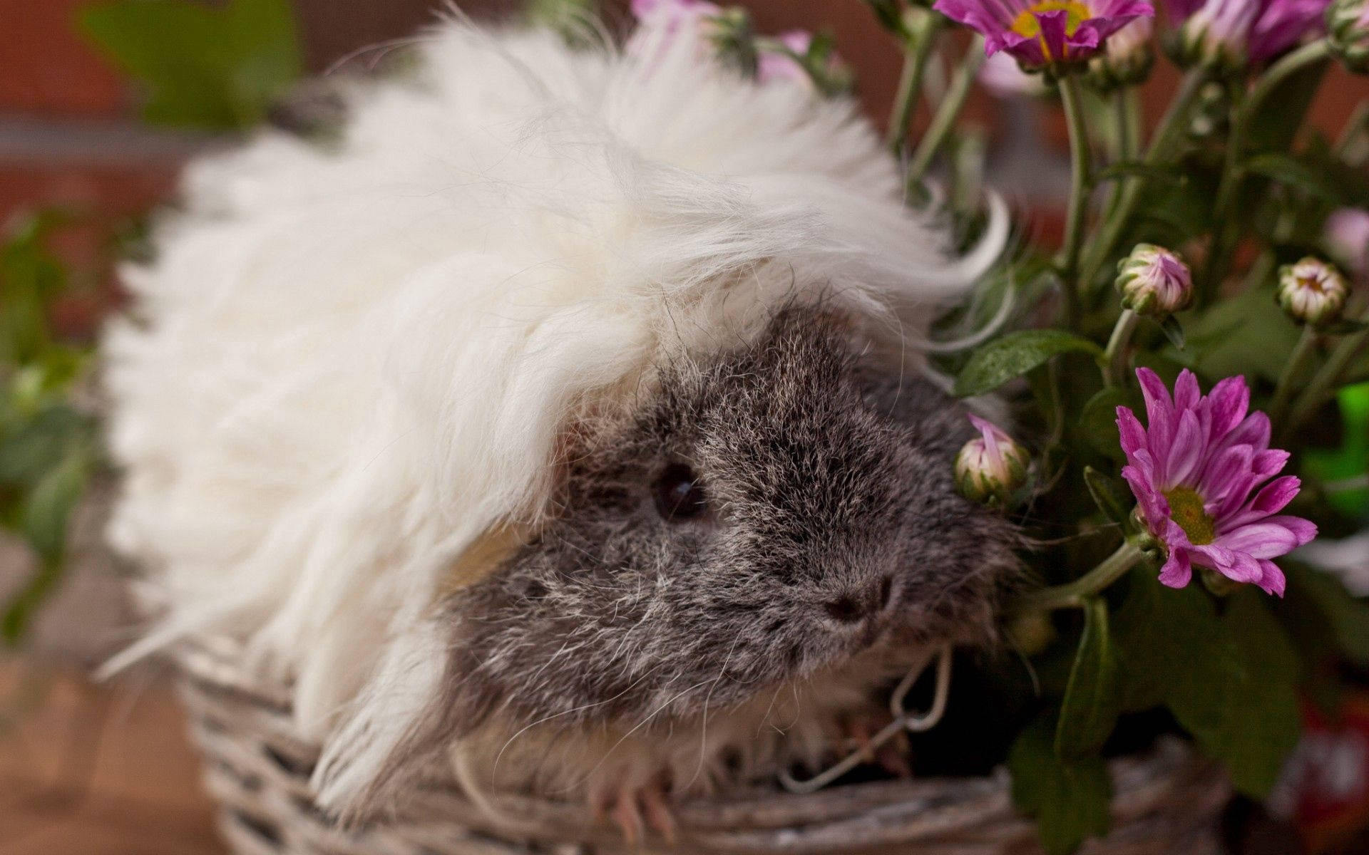 fluffy white and gray guinea pig, woven basket, vibrant pink flowers, Full HD Desktop Wallpaper