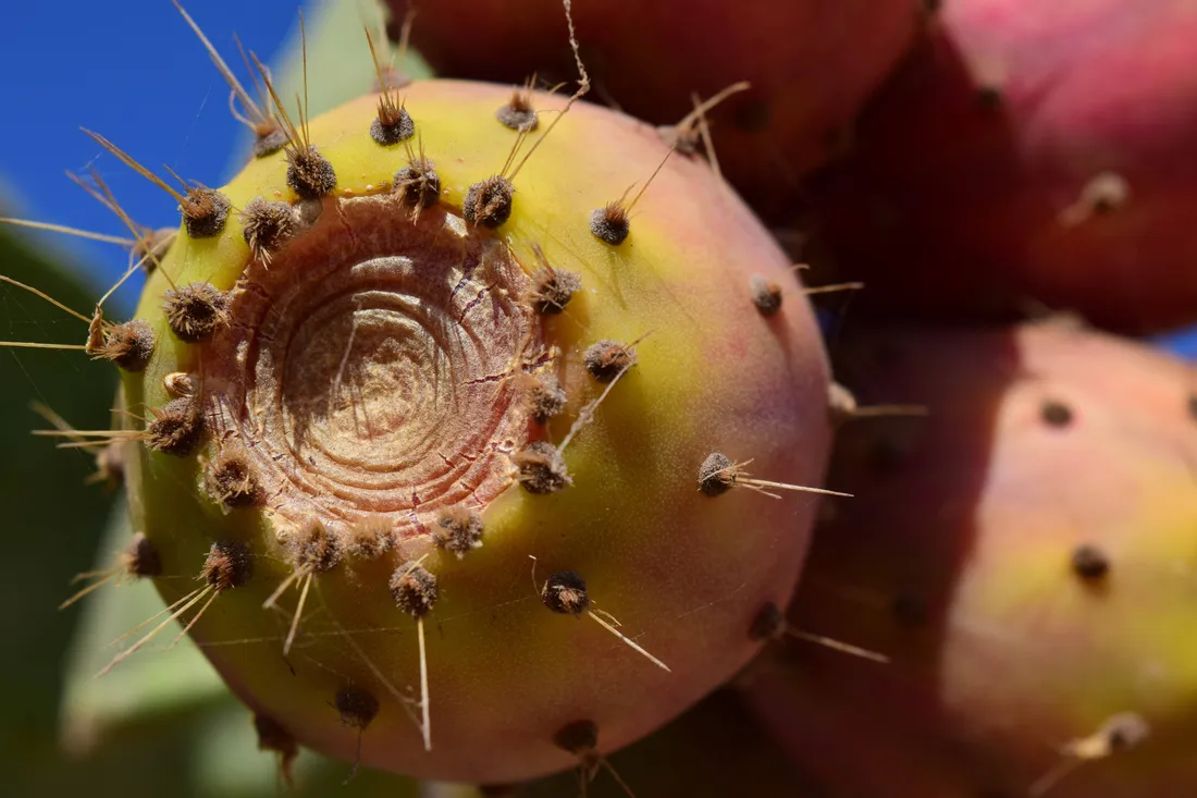 Prickly Pear