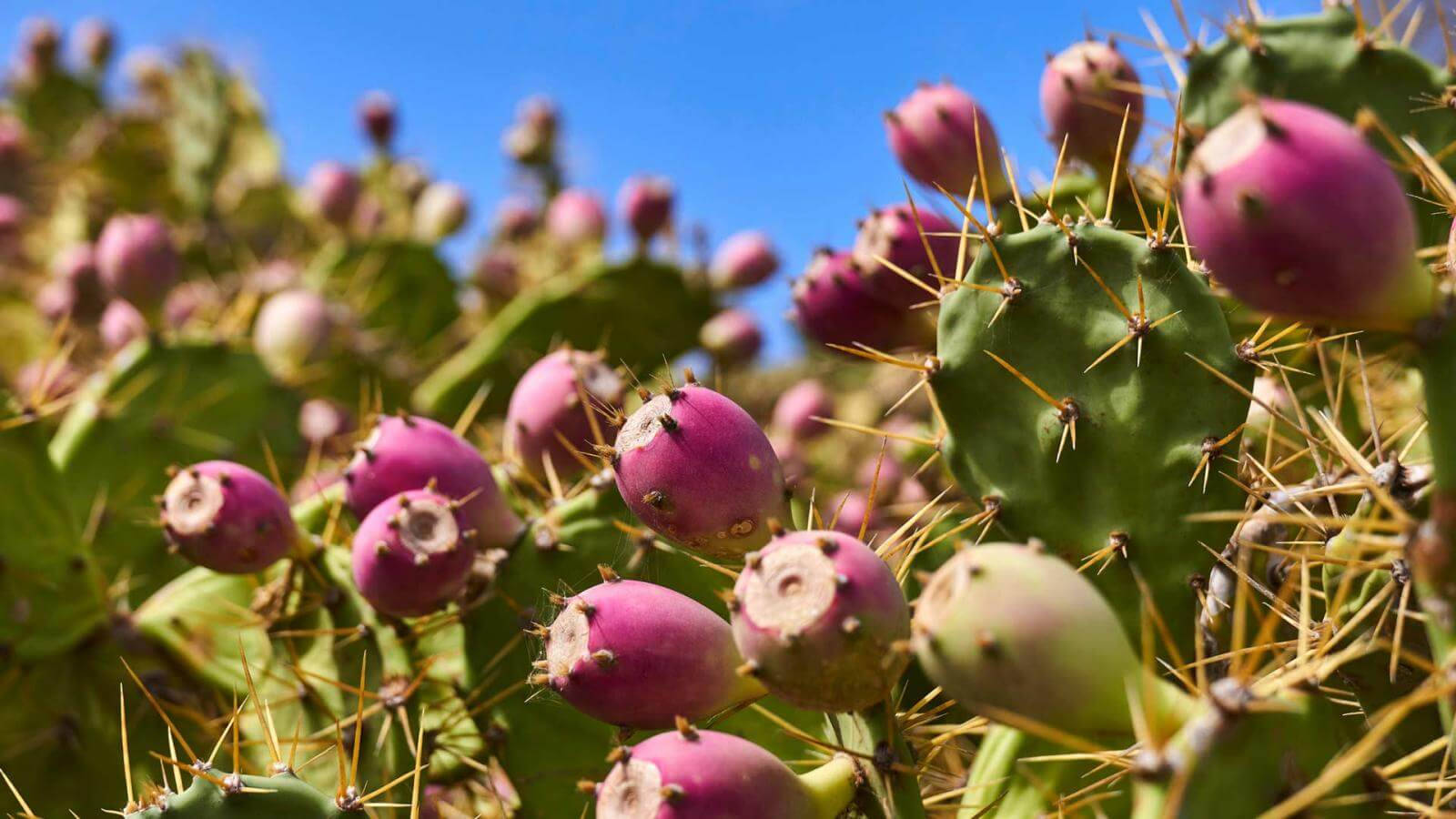 prickly pear cacti, vibrant purple prickly pear fruits, spiky green cactus pads, HD Desktop Wallpaper
