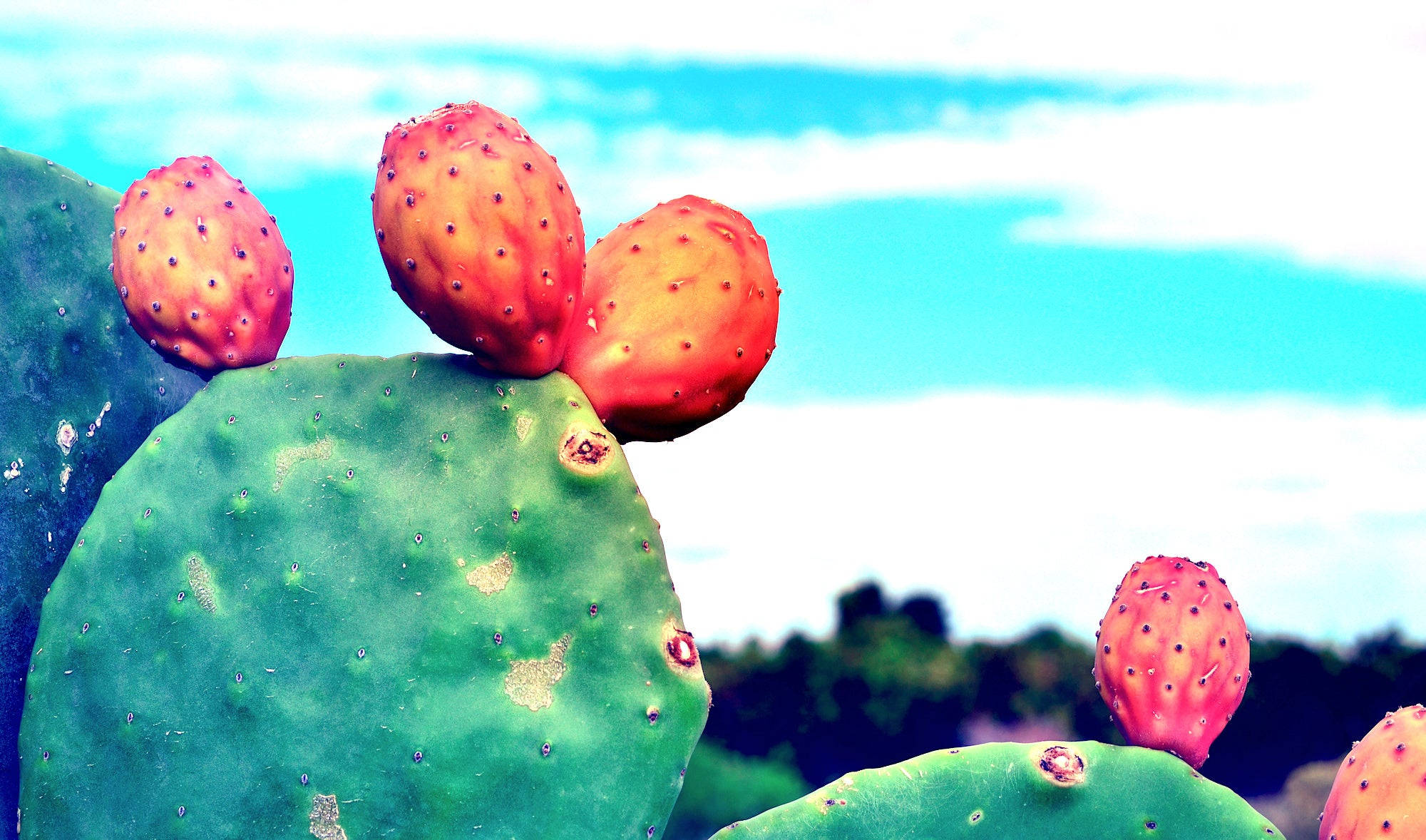 orange prickly pear, lush green cactus pads, bright turquoise sky, Full HD Desktop Wallpaper