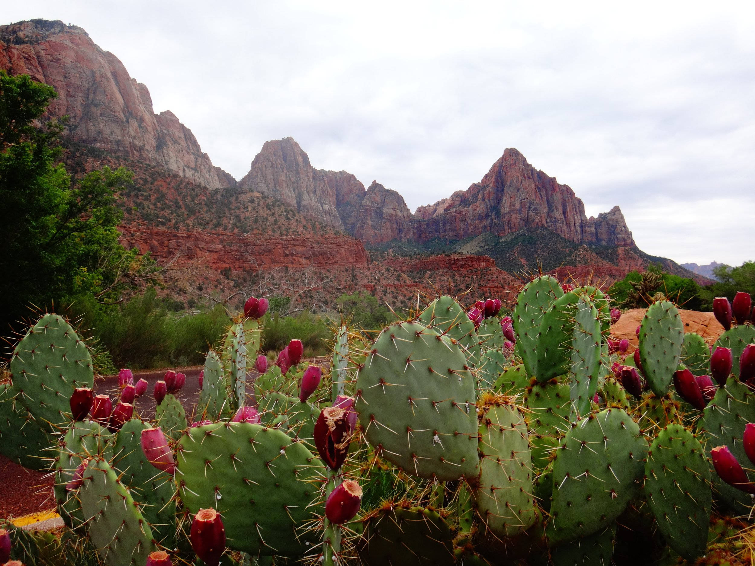 Prickly Pear, red fruit, towering red rock cliffs, Full HD Desktop Wallpaper