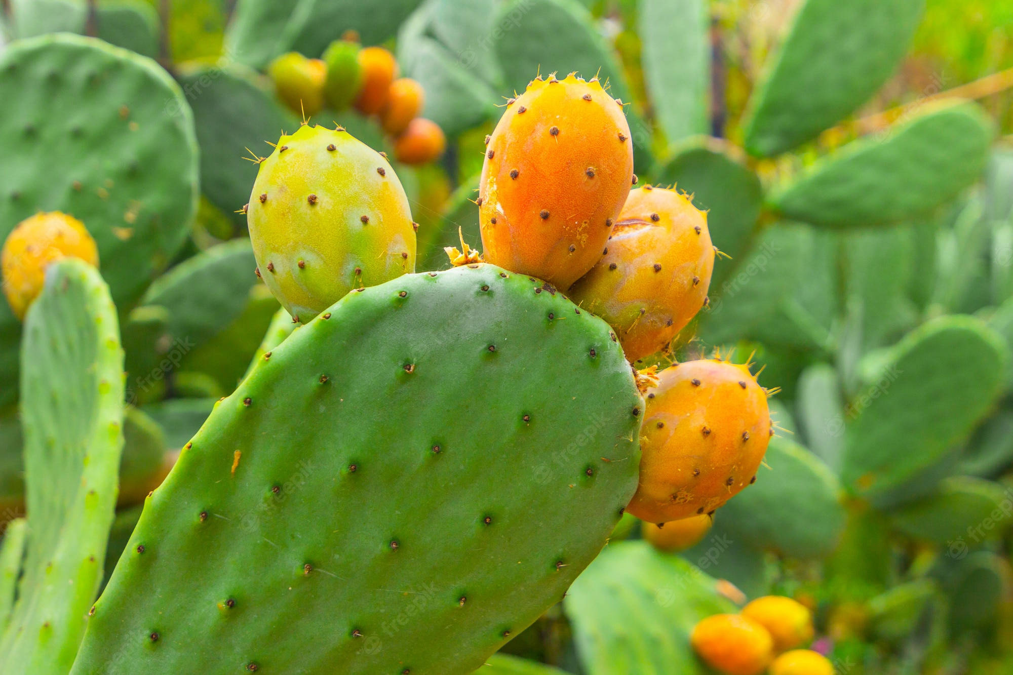 Prickly Pear, orange fruit, green cactus pad, Full HD Desktop Wallpaper
