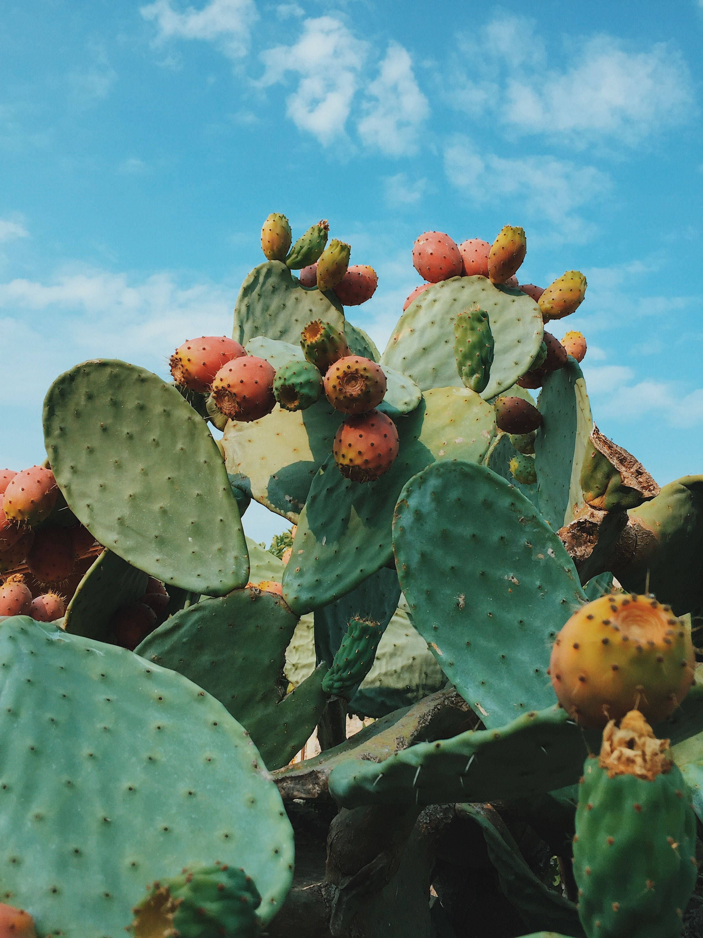 Prickly Pear, vibrant orange, green, 2K Phone Wallpaper