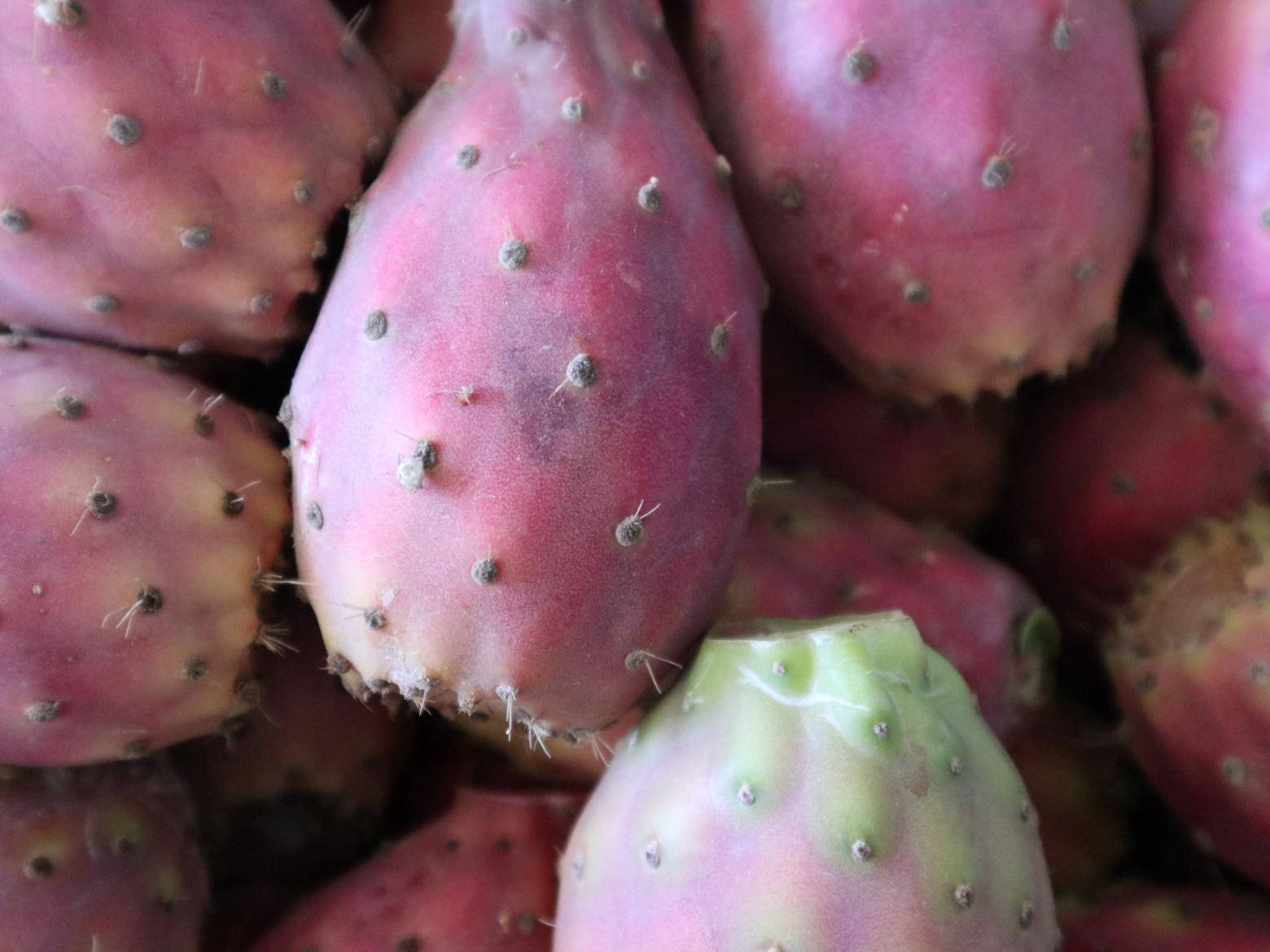 Prickly Pear, pink prickly pears, fuzzy spines, HD Desktop Wallpaper