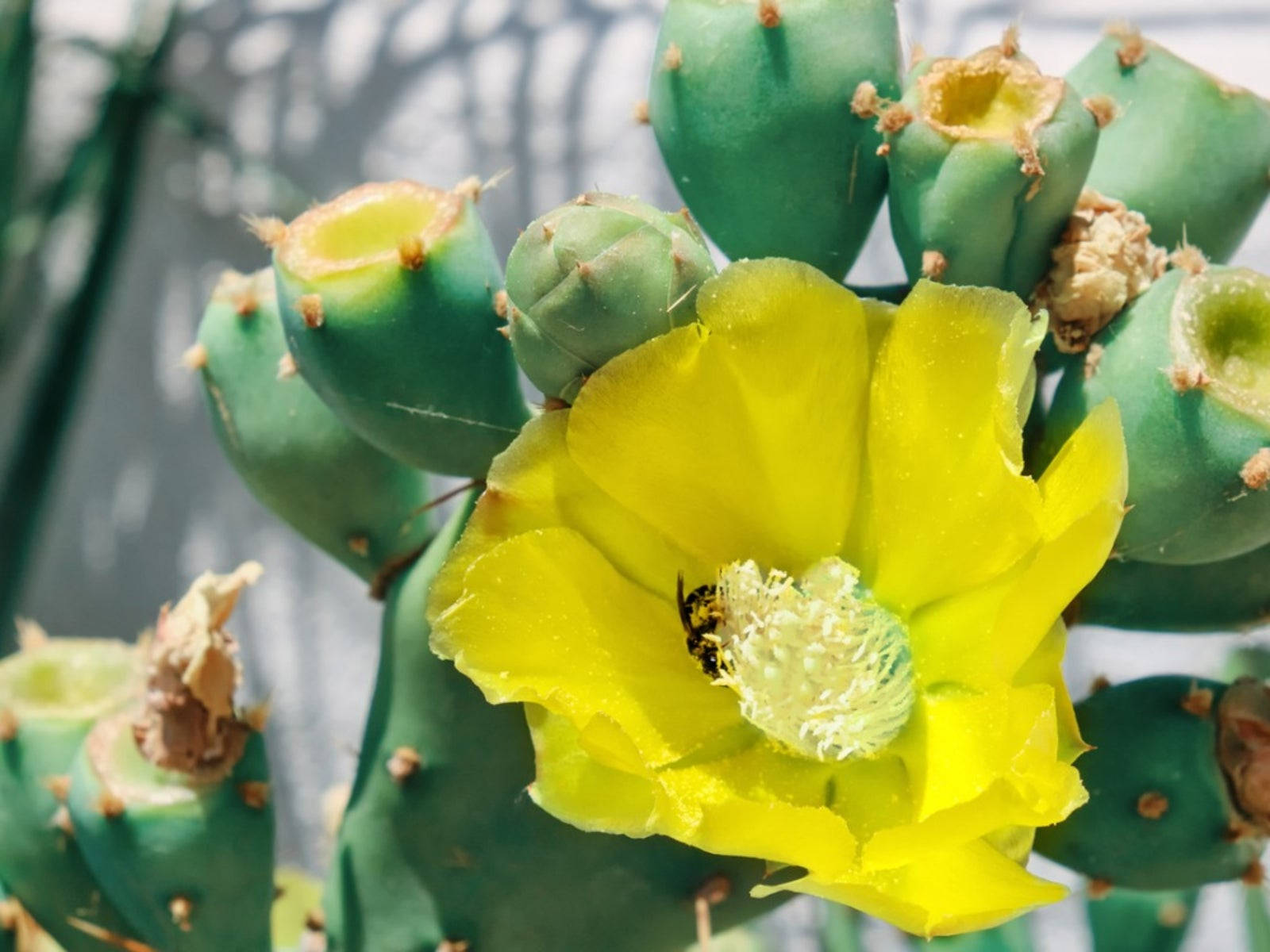 spineless yellow prickly pear plant, prickly pear flower, yellow, HD Desktop Wallpaper