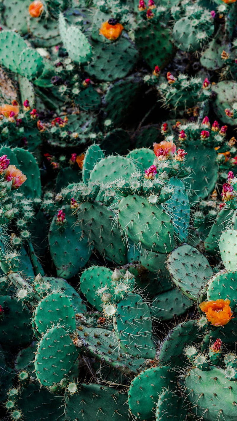 Prickly Pear, flower cactus garden, vibrant green, HD Phone Wallpaper
