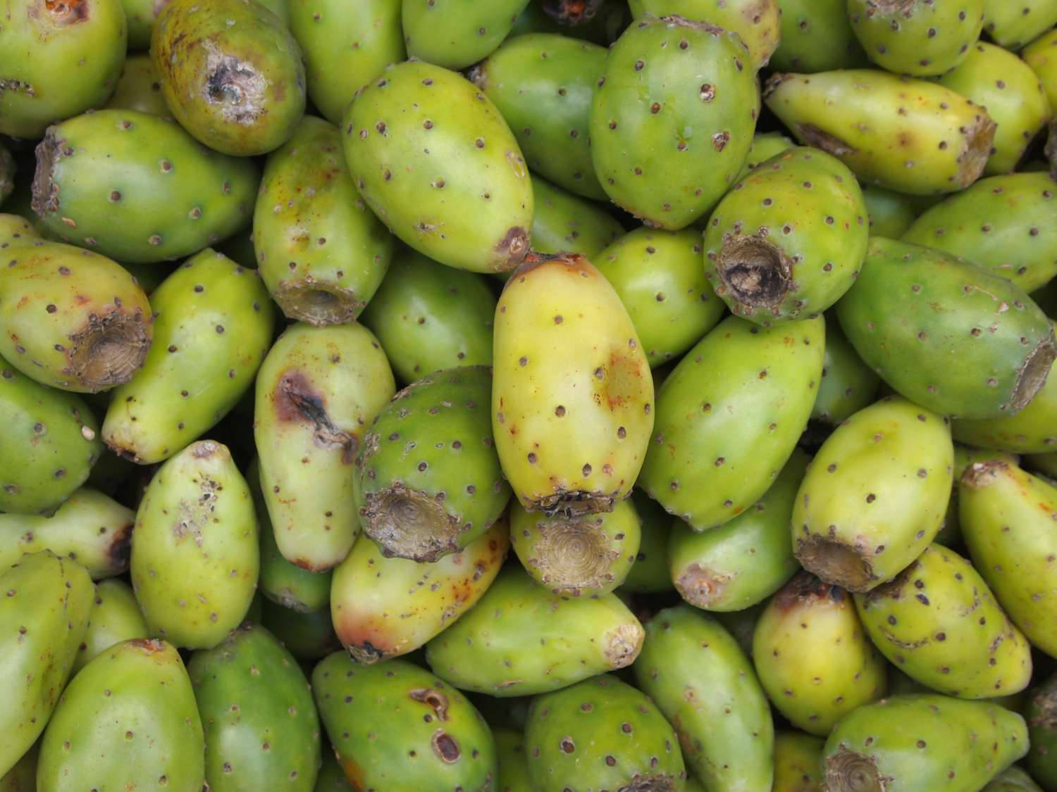 prickly pear cactus fruit, green, bumpy skin, HD Desktop Wallpaper