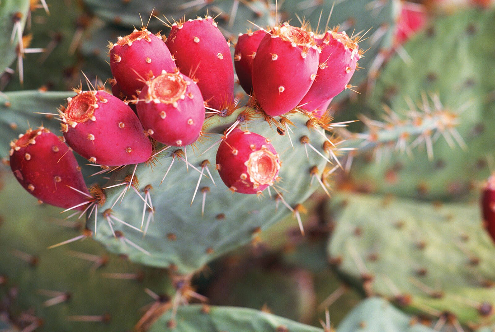 Prickly Pear, red prickly pear fruits, spiky green cactus pad, HD Desktop Wallpaper