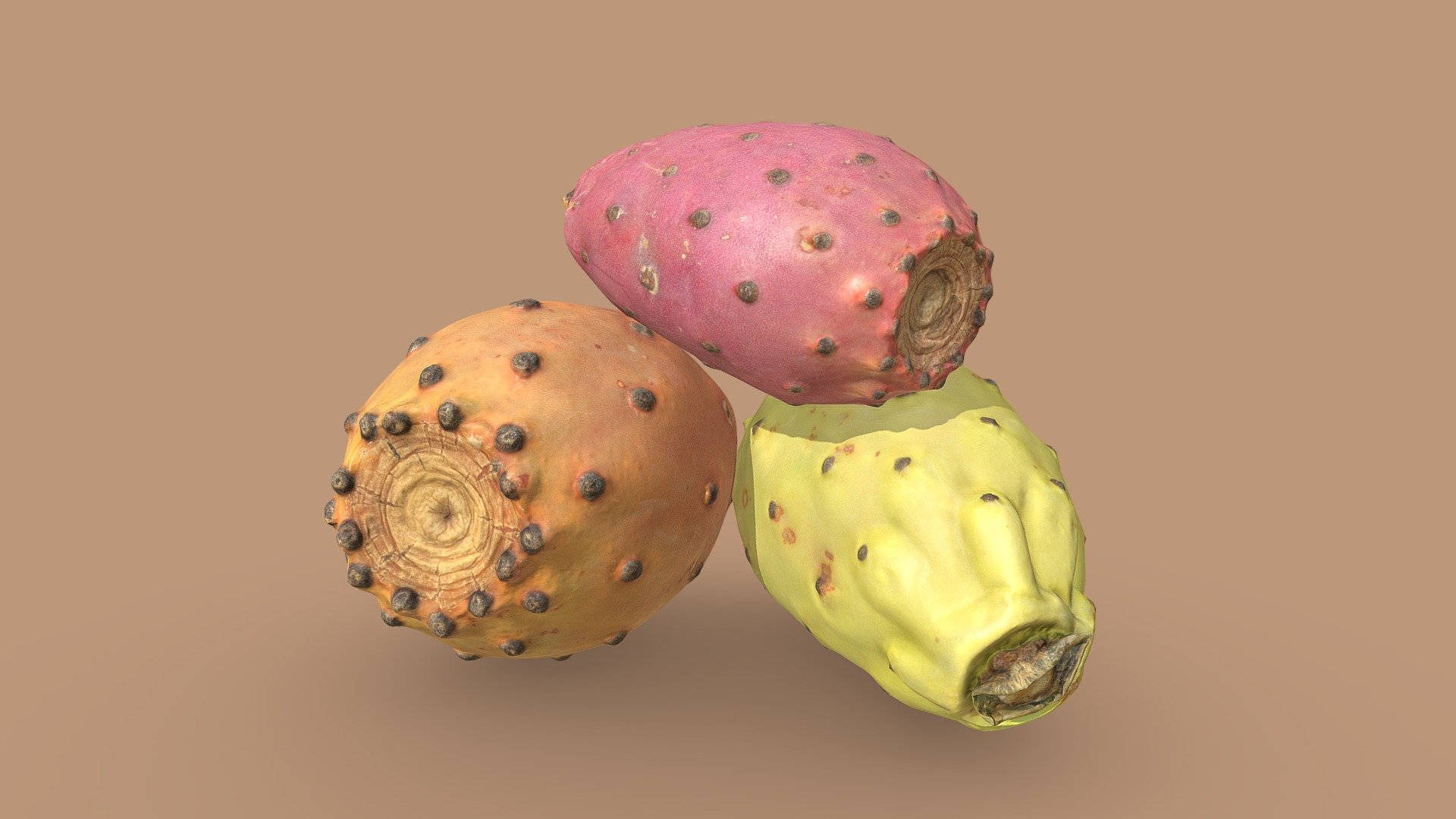 colorful prickly pear, spines, cut ends, Full HD Desktop Wallpaper