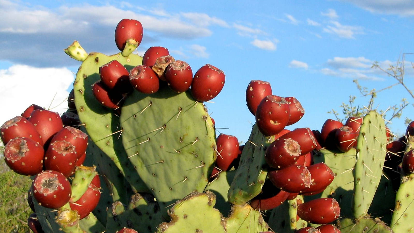 Prickly Pear, red flowering cactus, ripe red prickly pears, HD Desktop Wallpaper