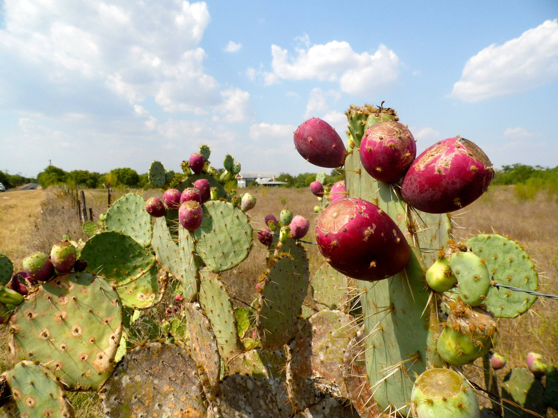 Prickly Pear Cactus Apples, purple prickly pears, green cactus pads, Full HD Desktop Wallpaper