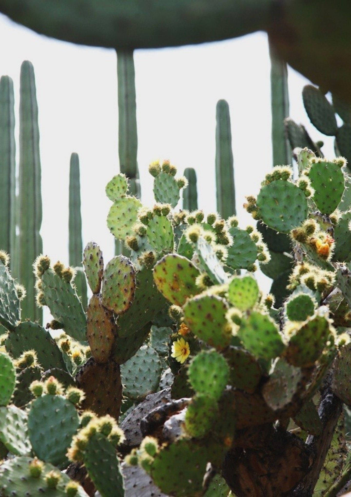 prickly pear cacti, yellow flowers, tall green columns, Full HD Phone Wallpaper