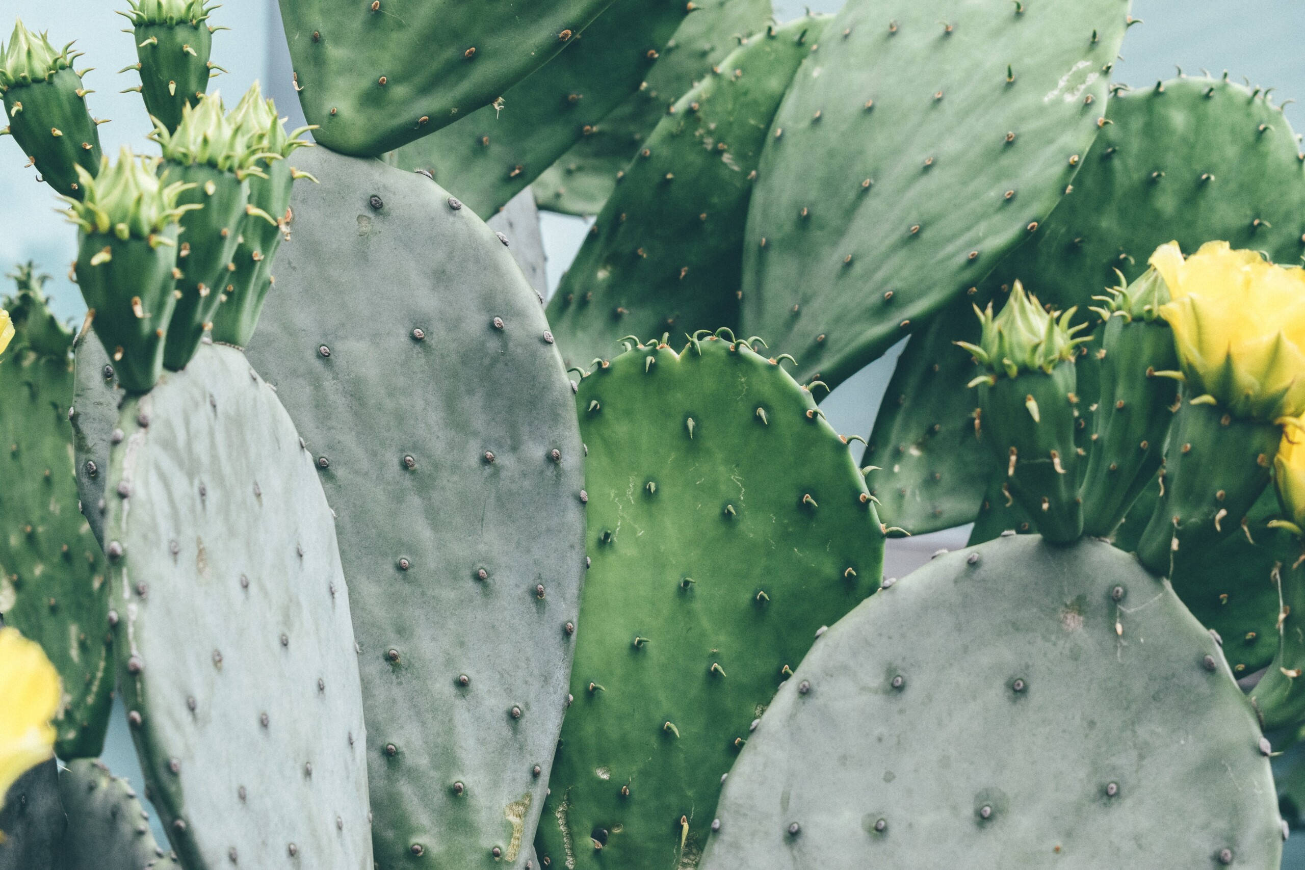 Prickly Pear, cactus pads, vibrant yellow flowers, 2K Desktop Wallpaper